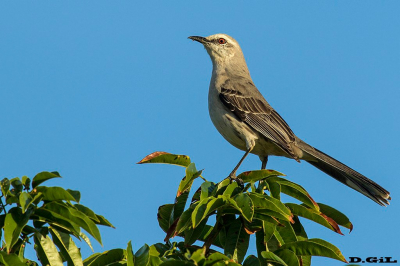 SABIÁ DA PRAIA (Mimus gilvus)